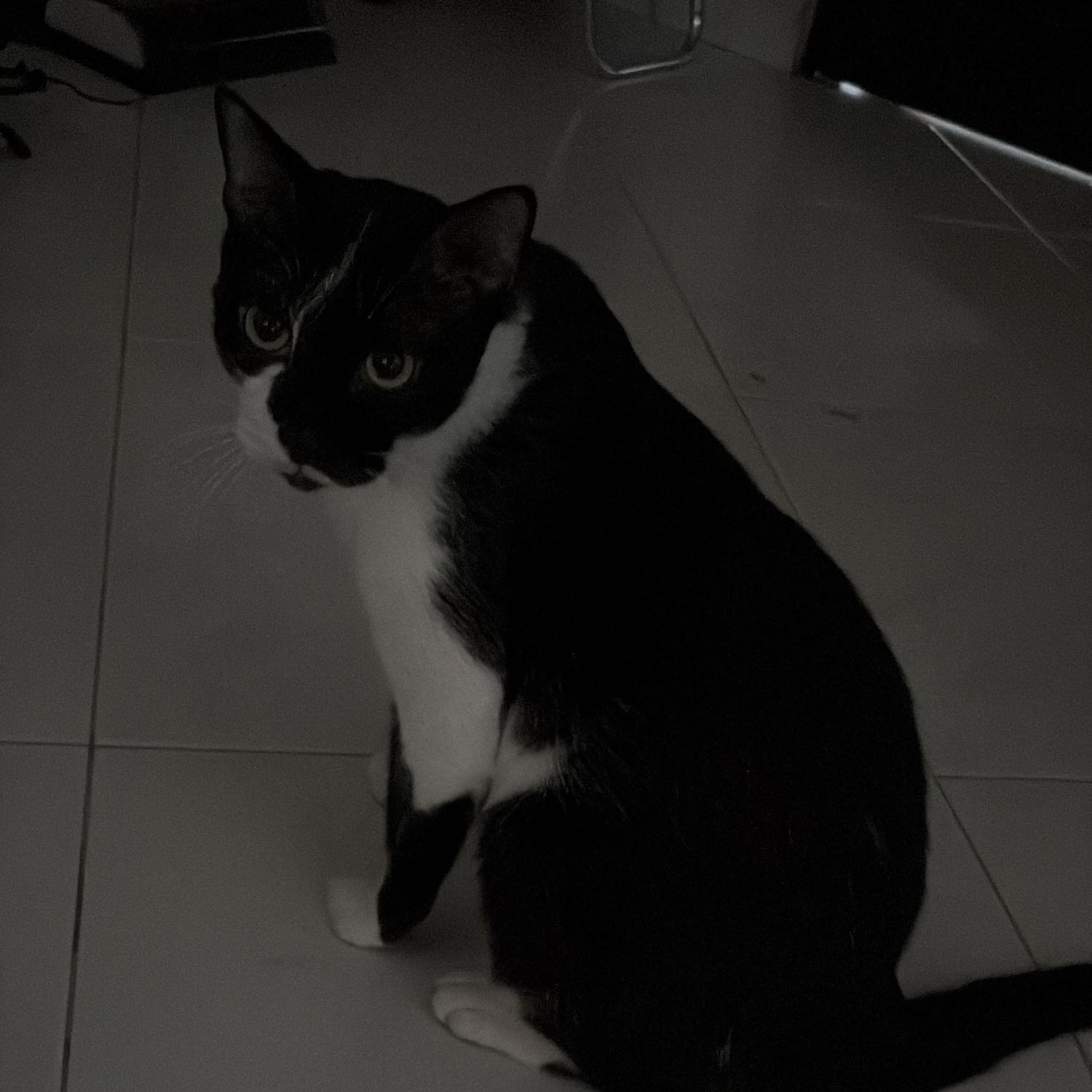 Tuxie 
