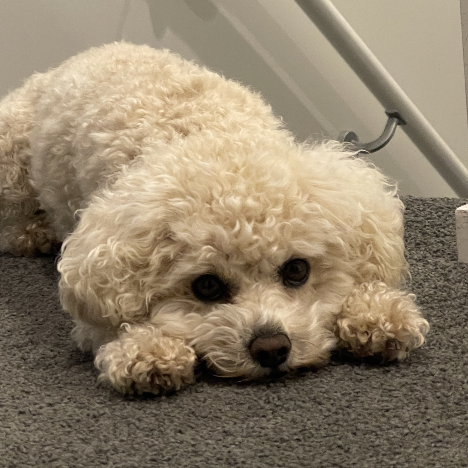 Coco