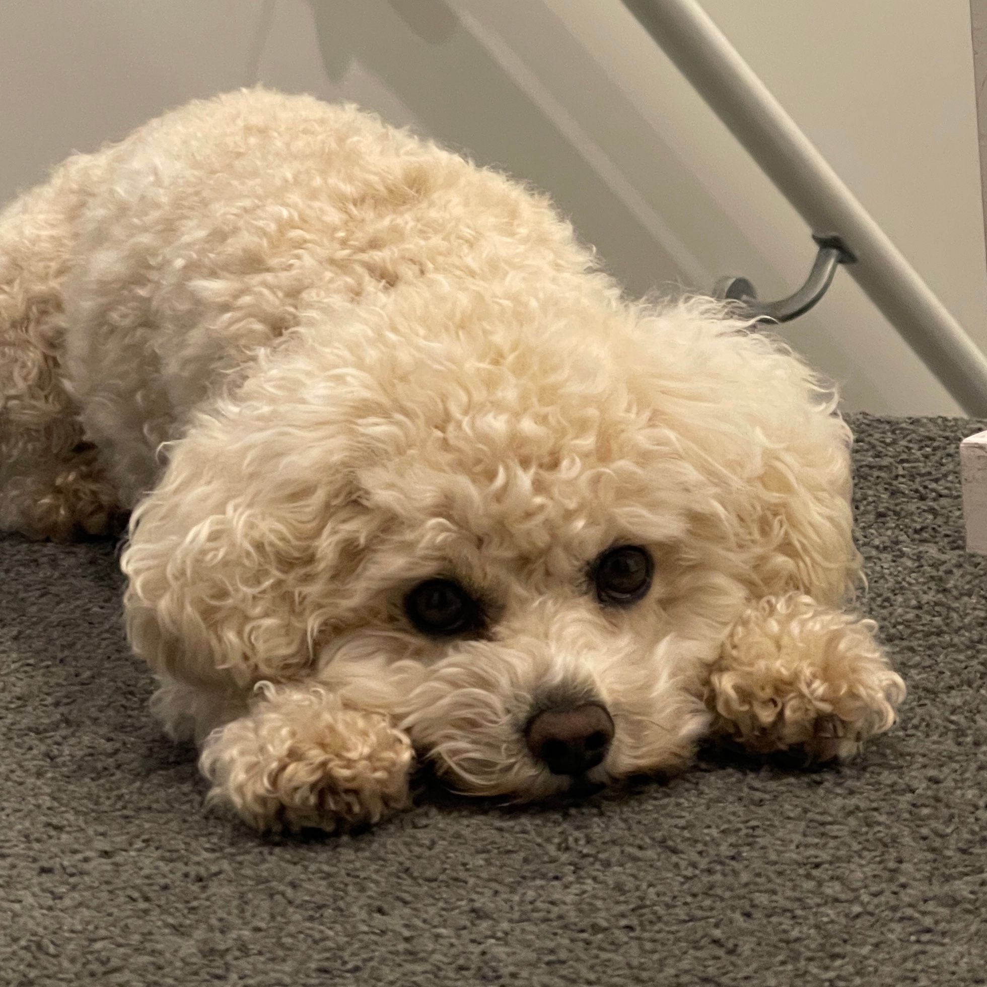 Coco