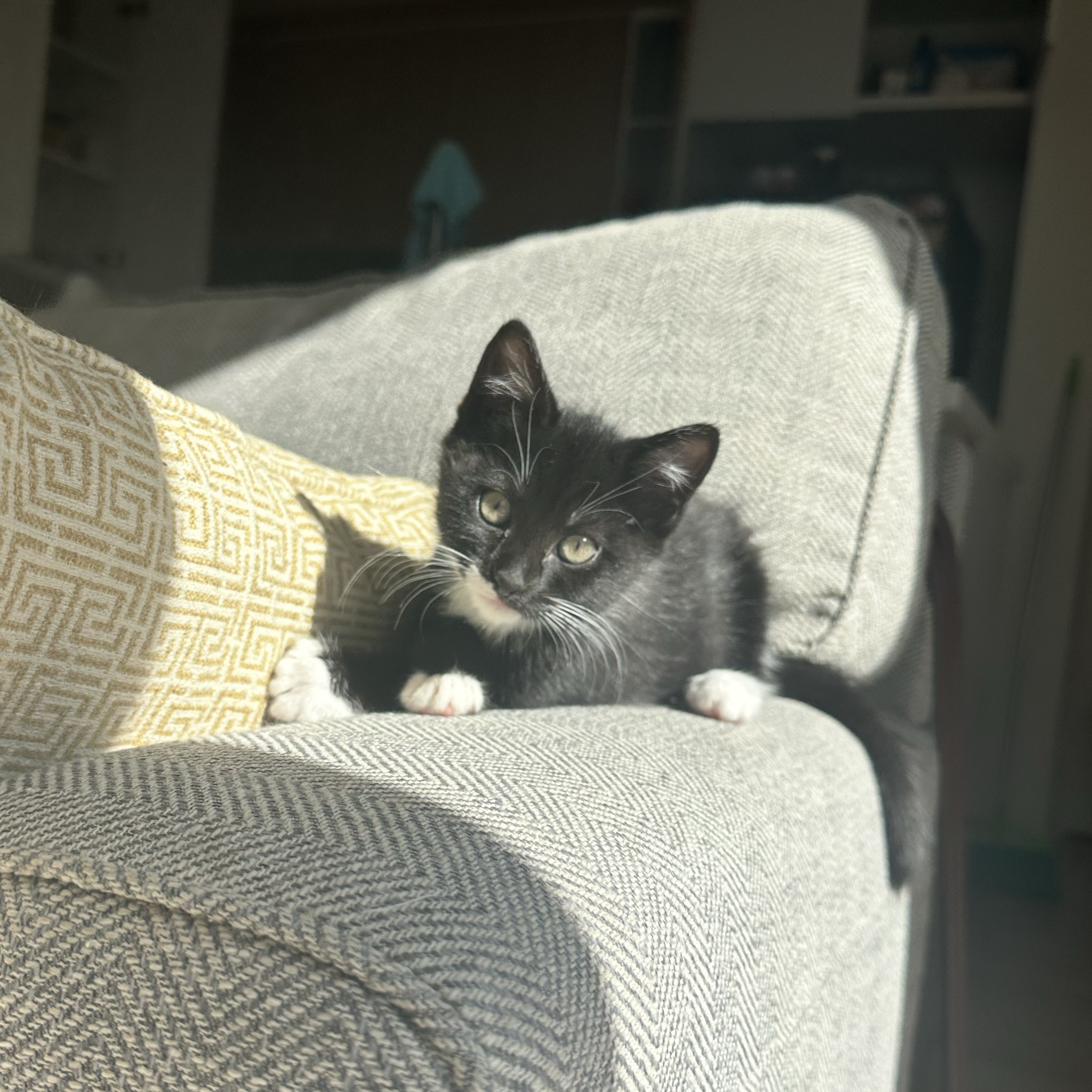 Mochi