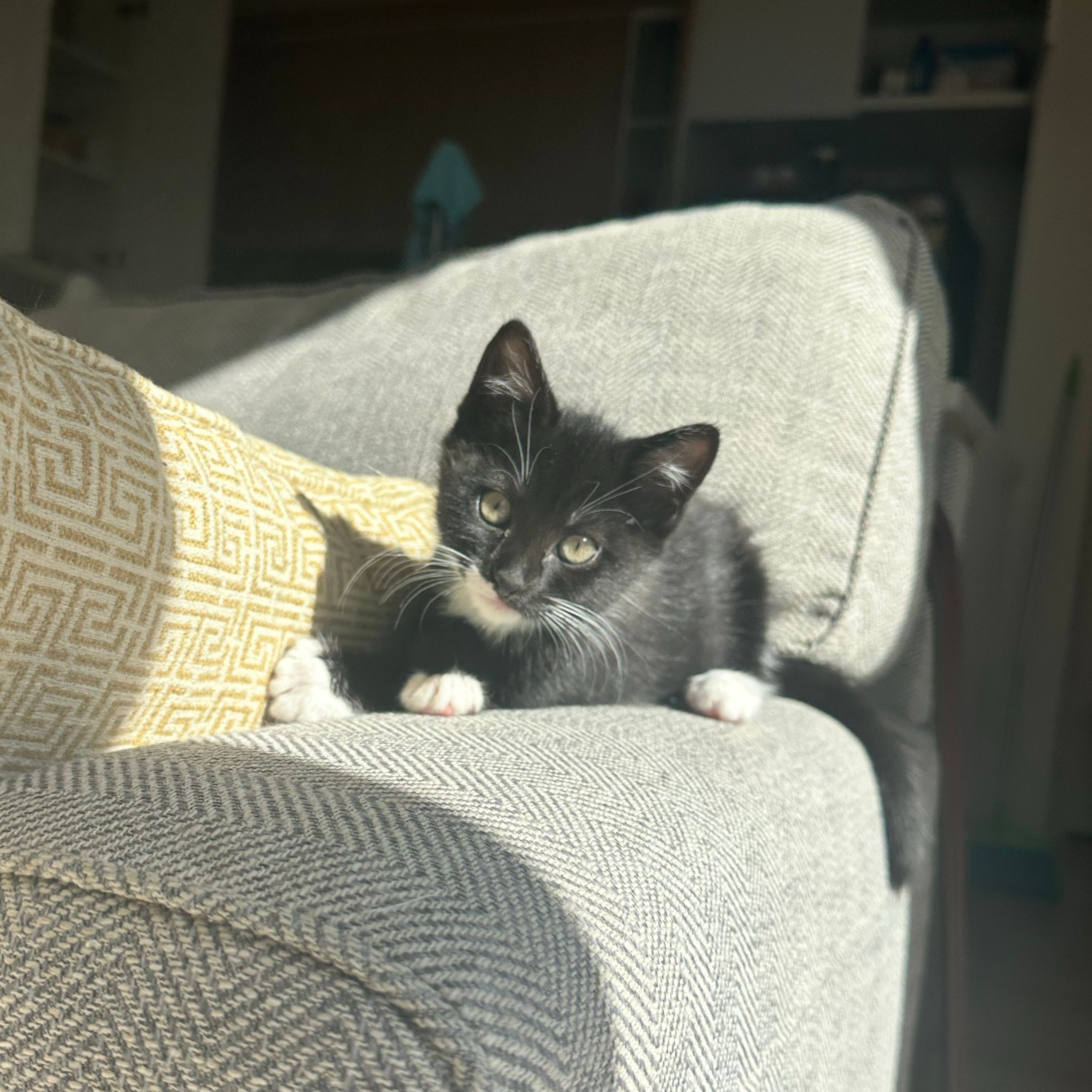 Mochi
