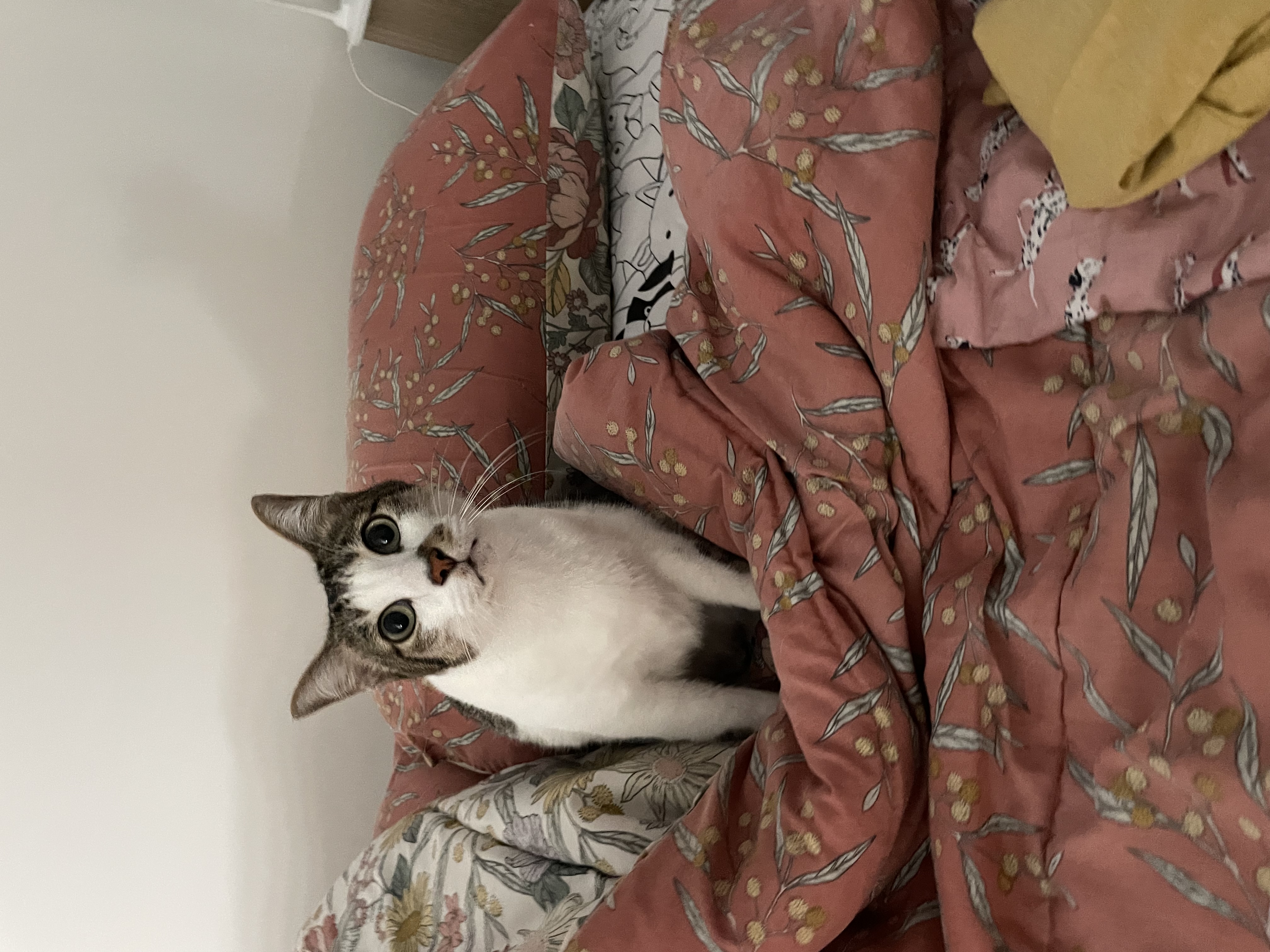 image-11
