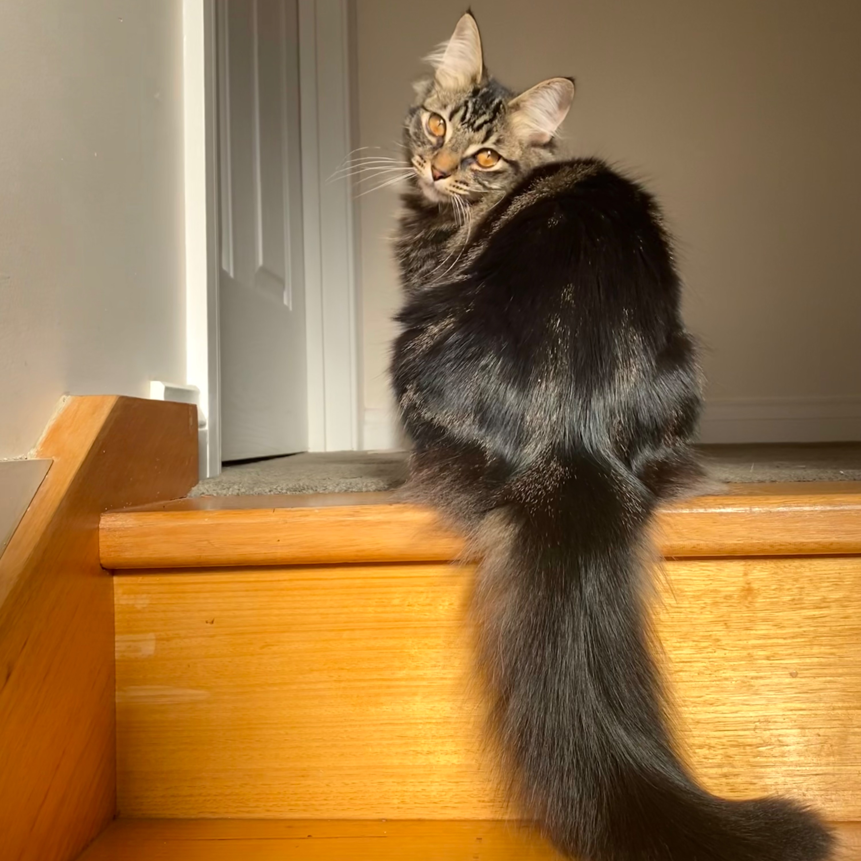 Murphy 