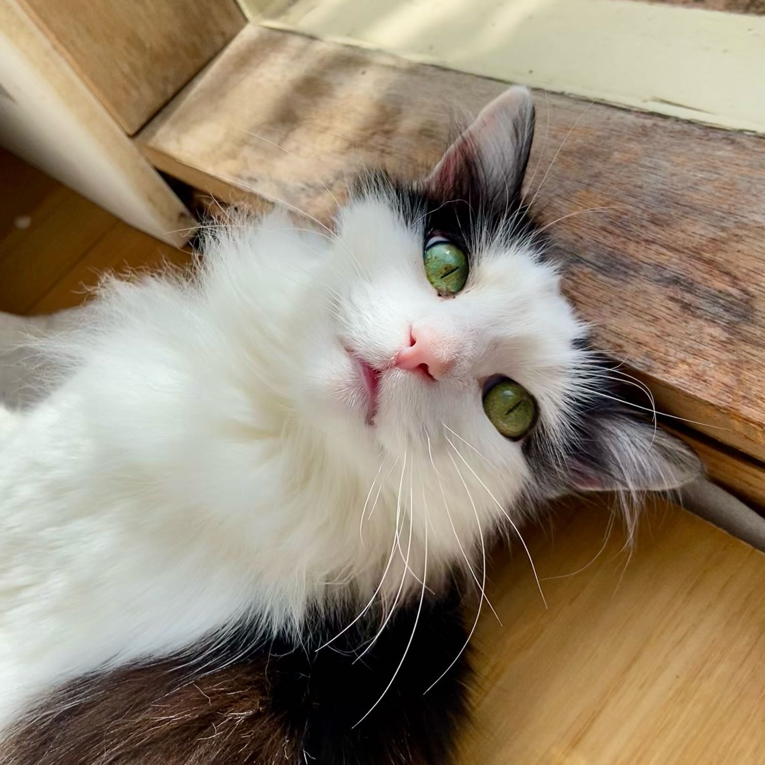 Fluffy