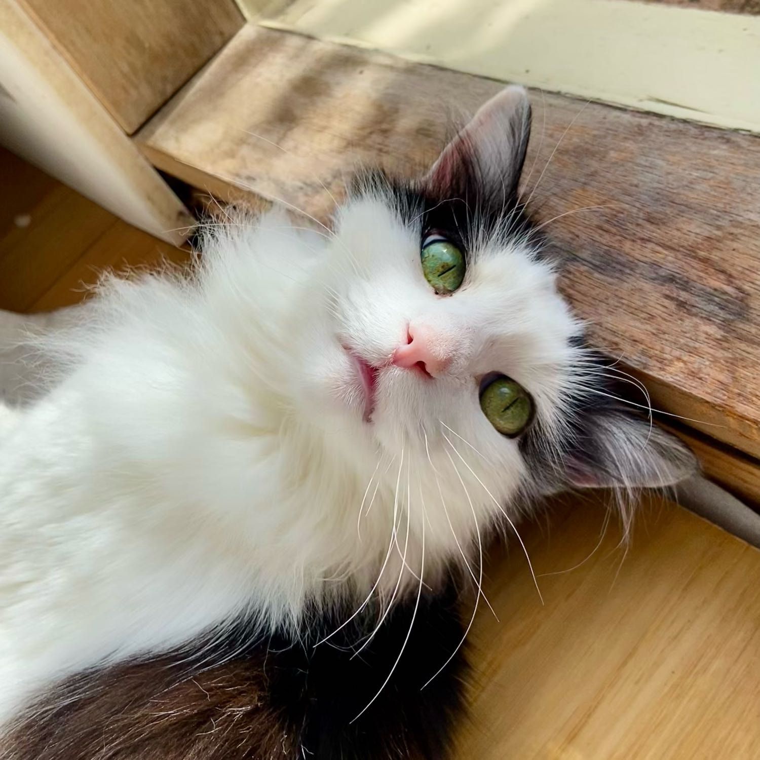 Fluffy