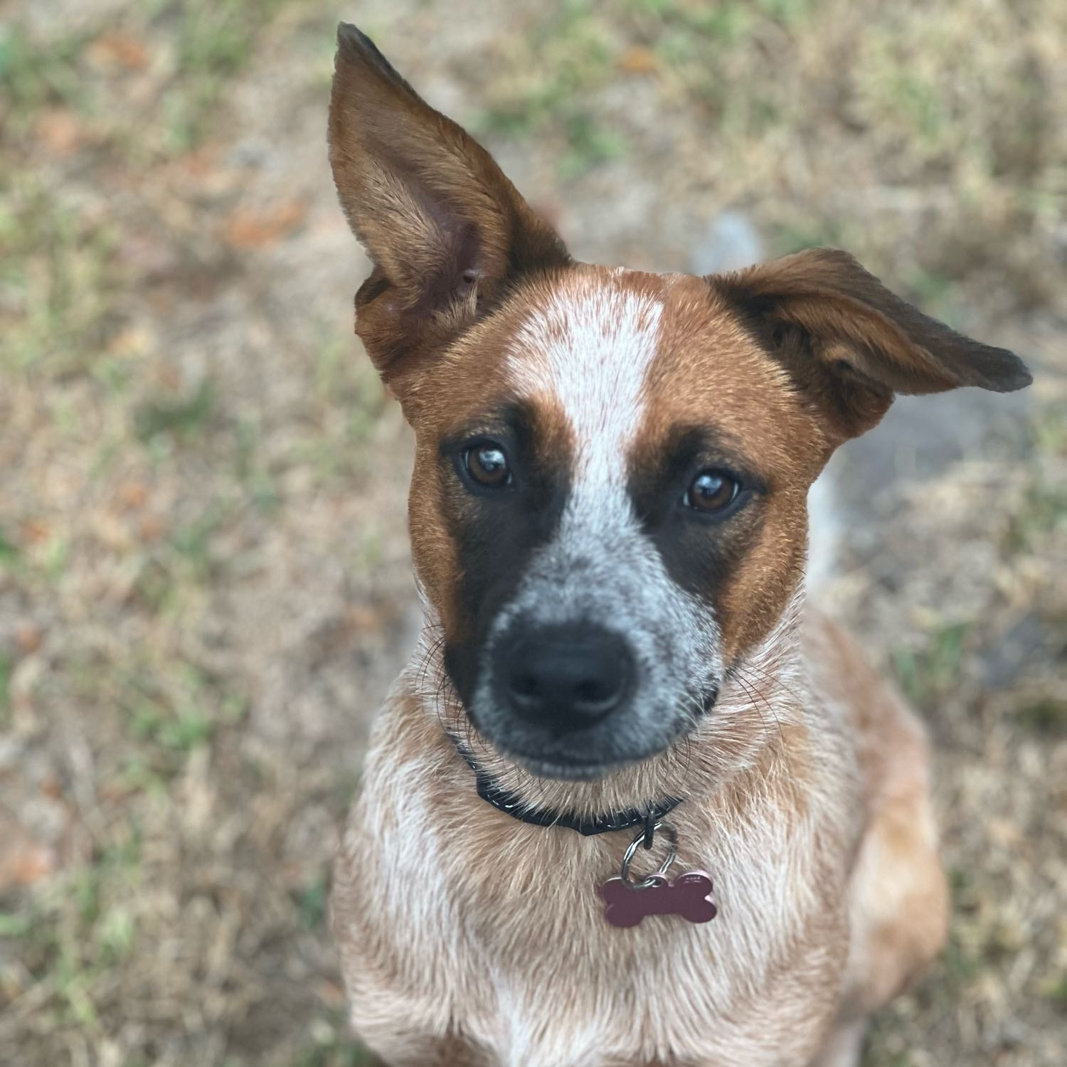 Roo