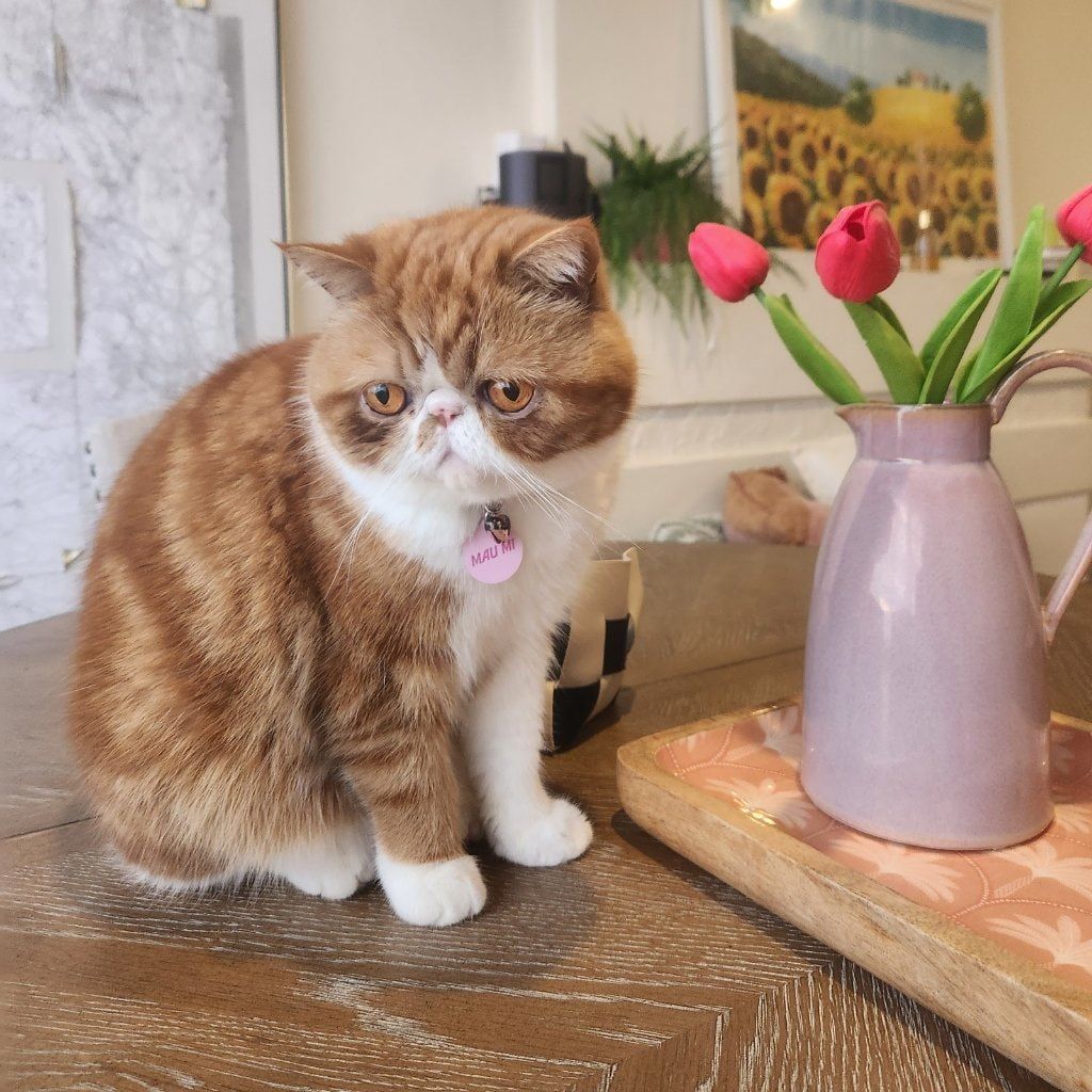 Mau