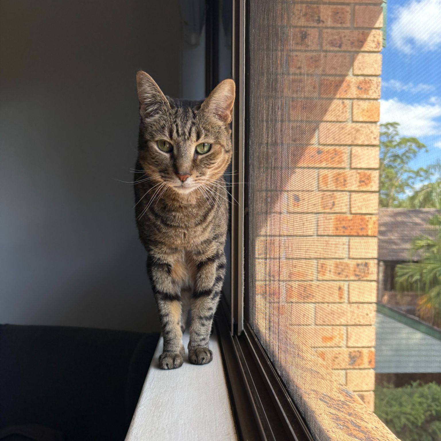 Willow
