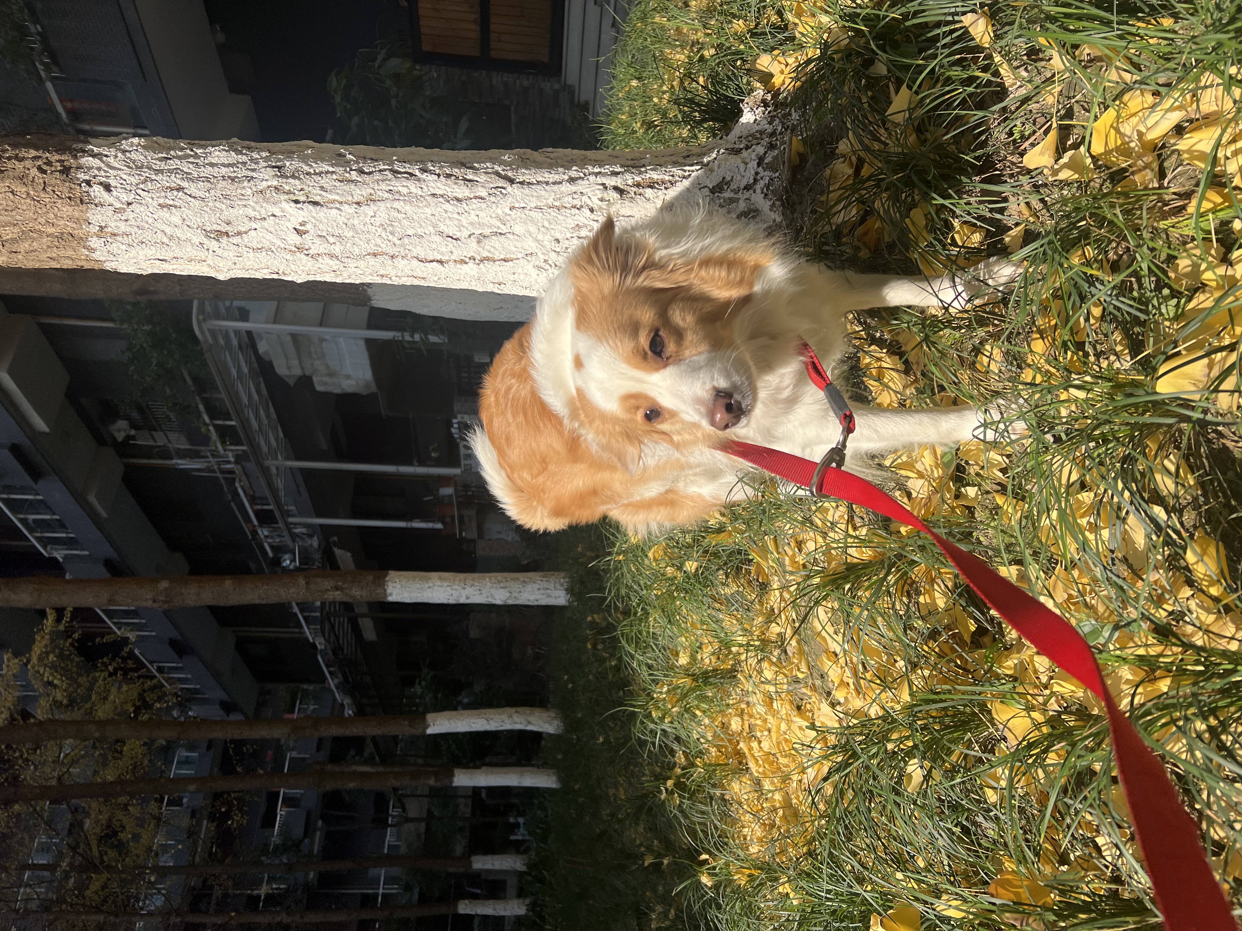 image-8