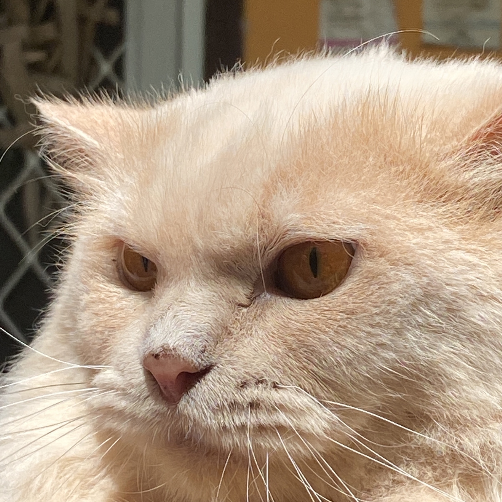 Pablo