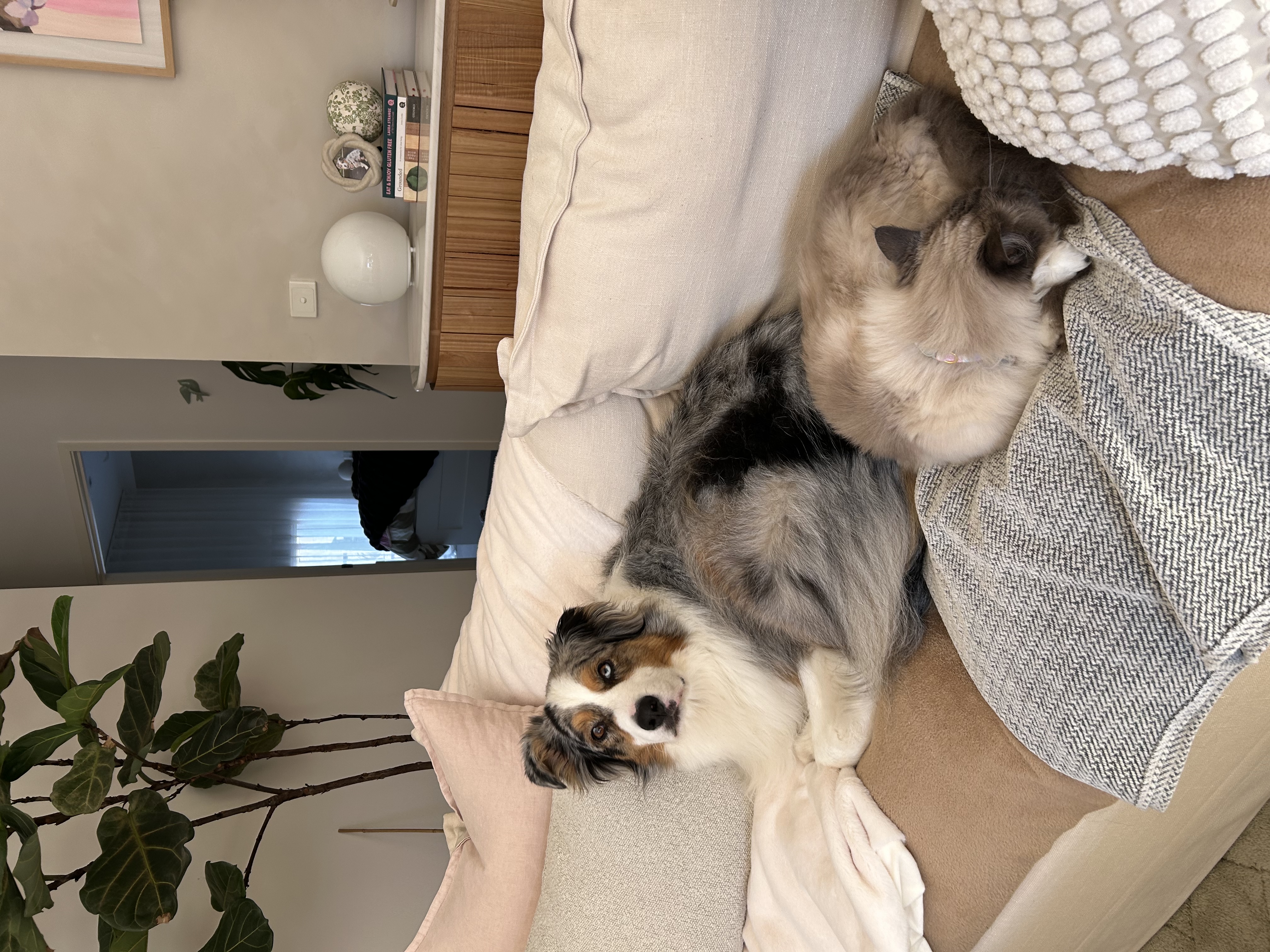 image-7