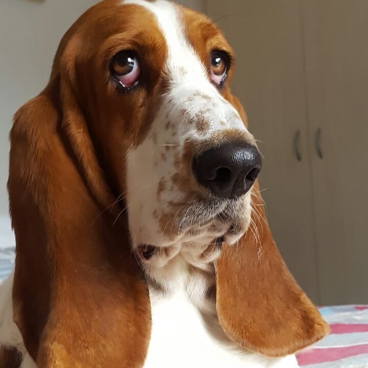 Dougal
