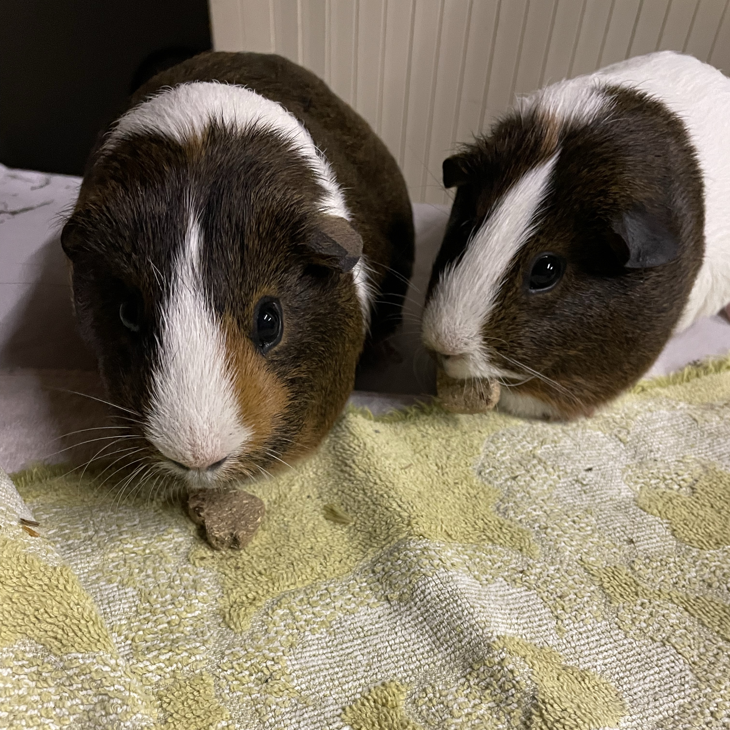 Milo and Snickers