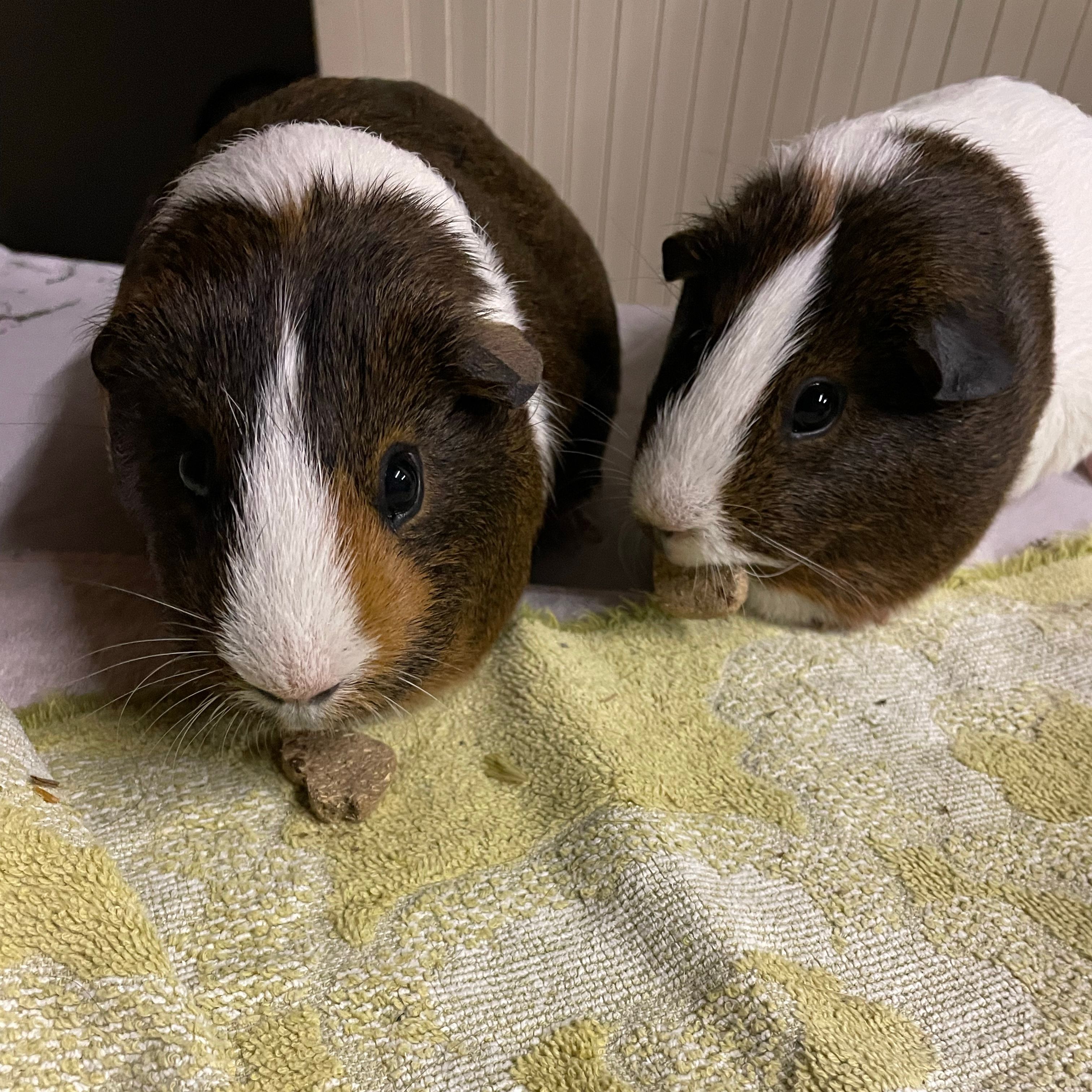 Milo and Snickers