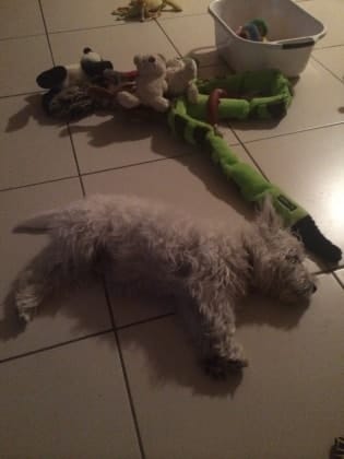 image-7
