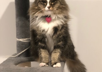 Lulu