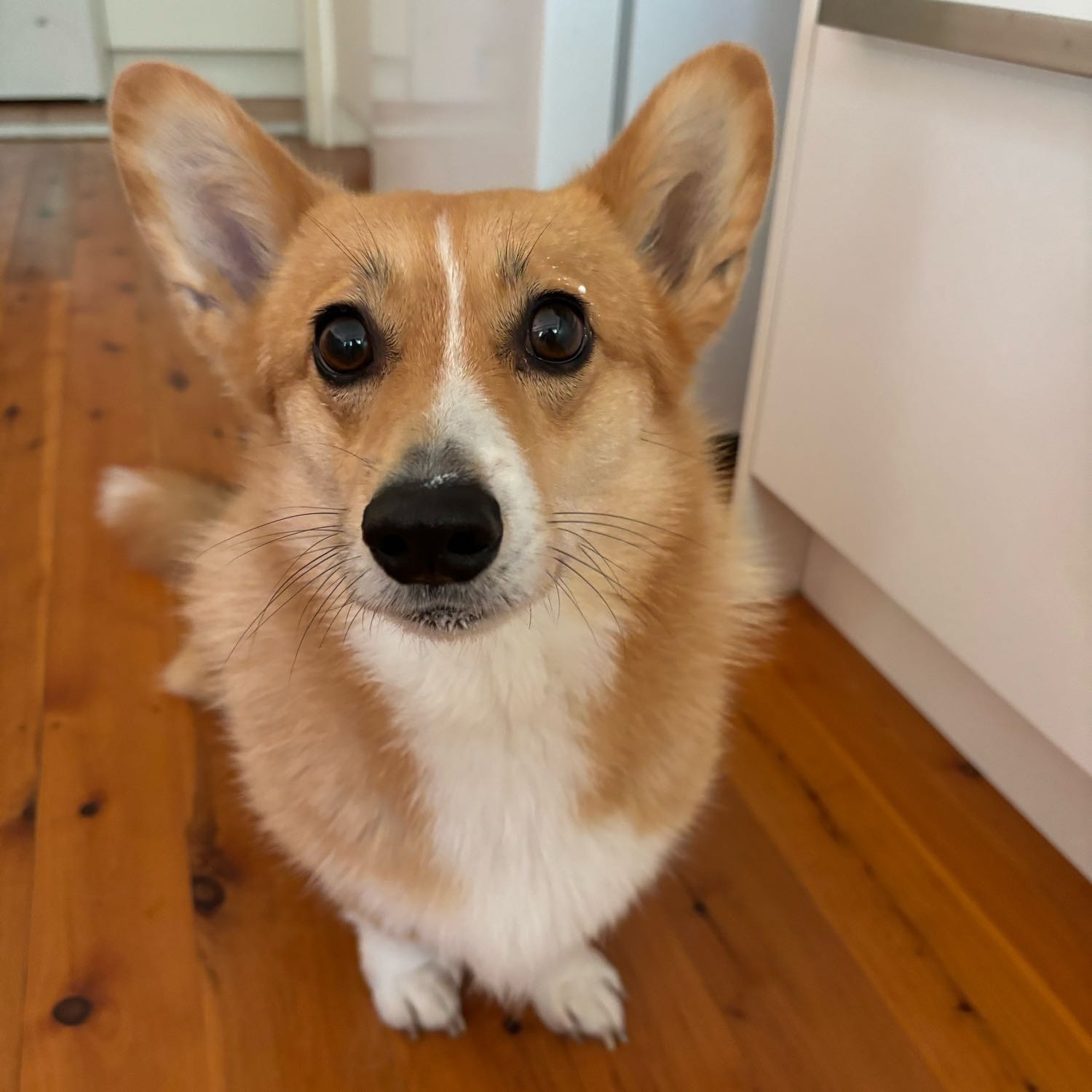 Loaf
