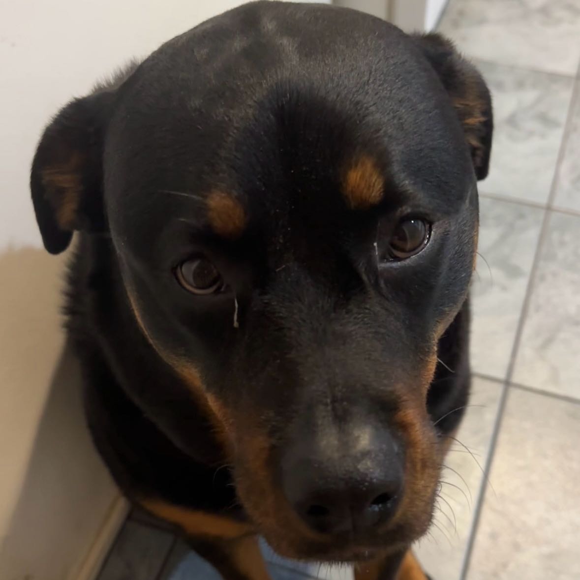 Roxie 