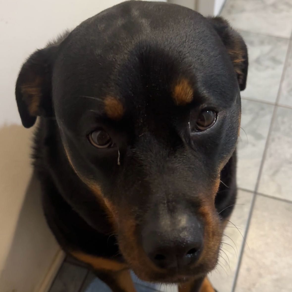 Roxie