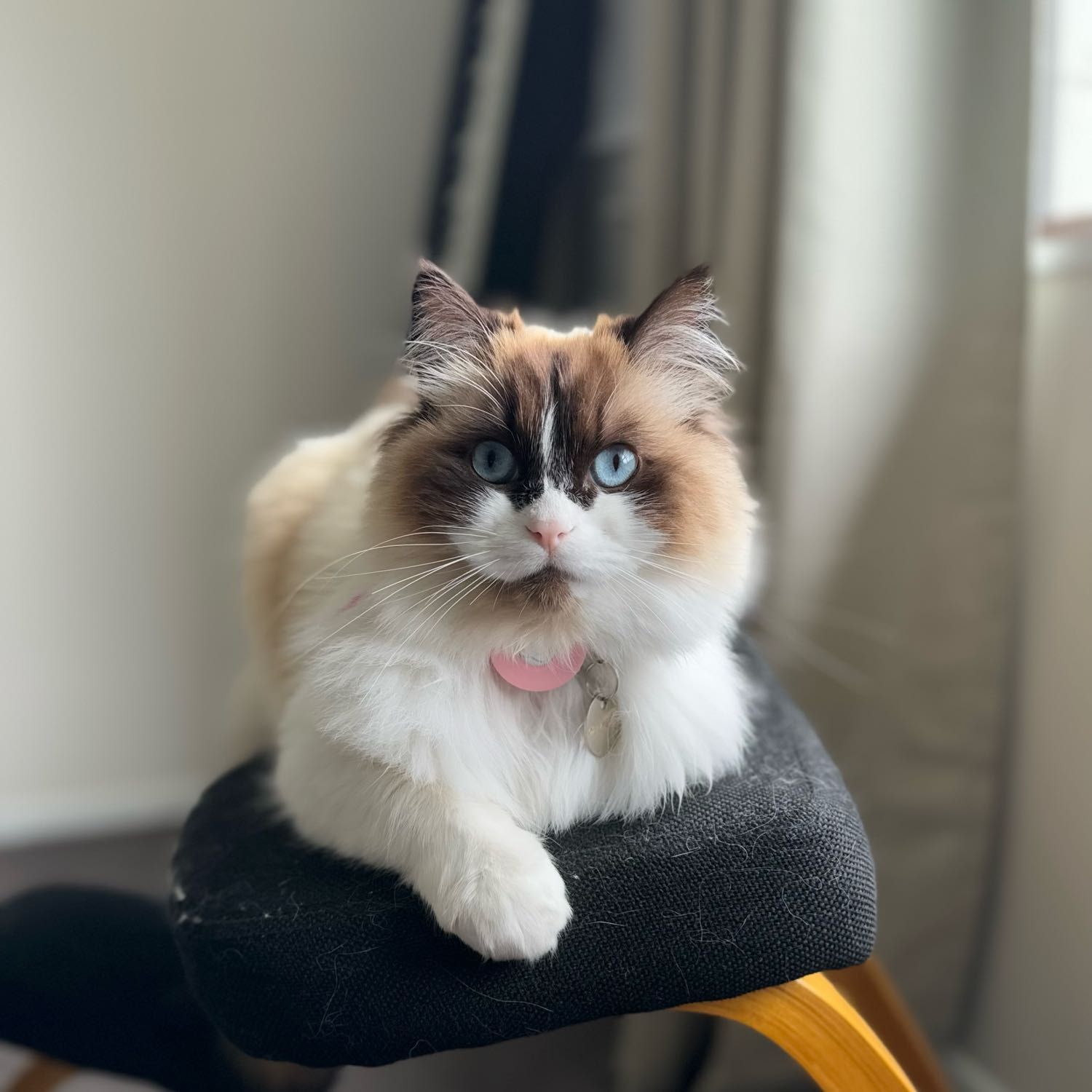 Apollo