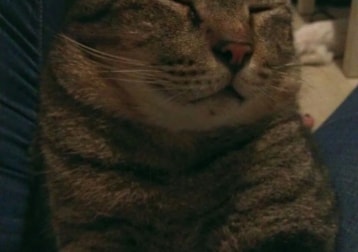 Tigger