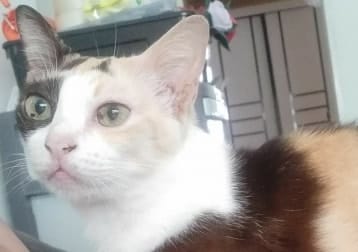 Patches