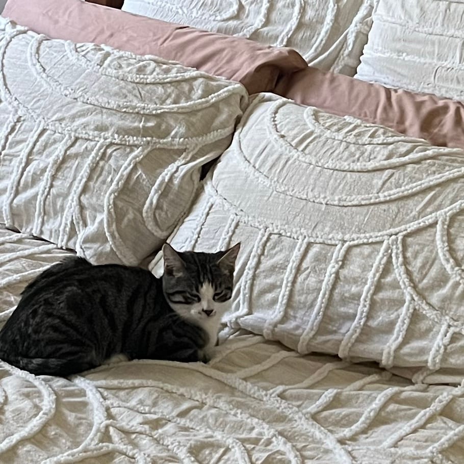 Mochi