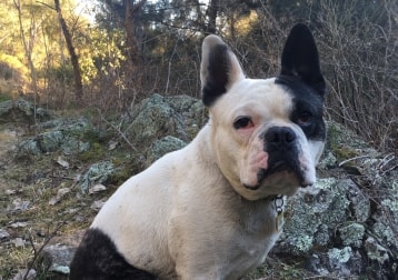 Scout