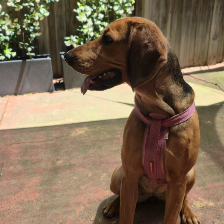 Koda