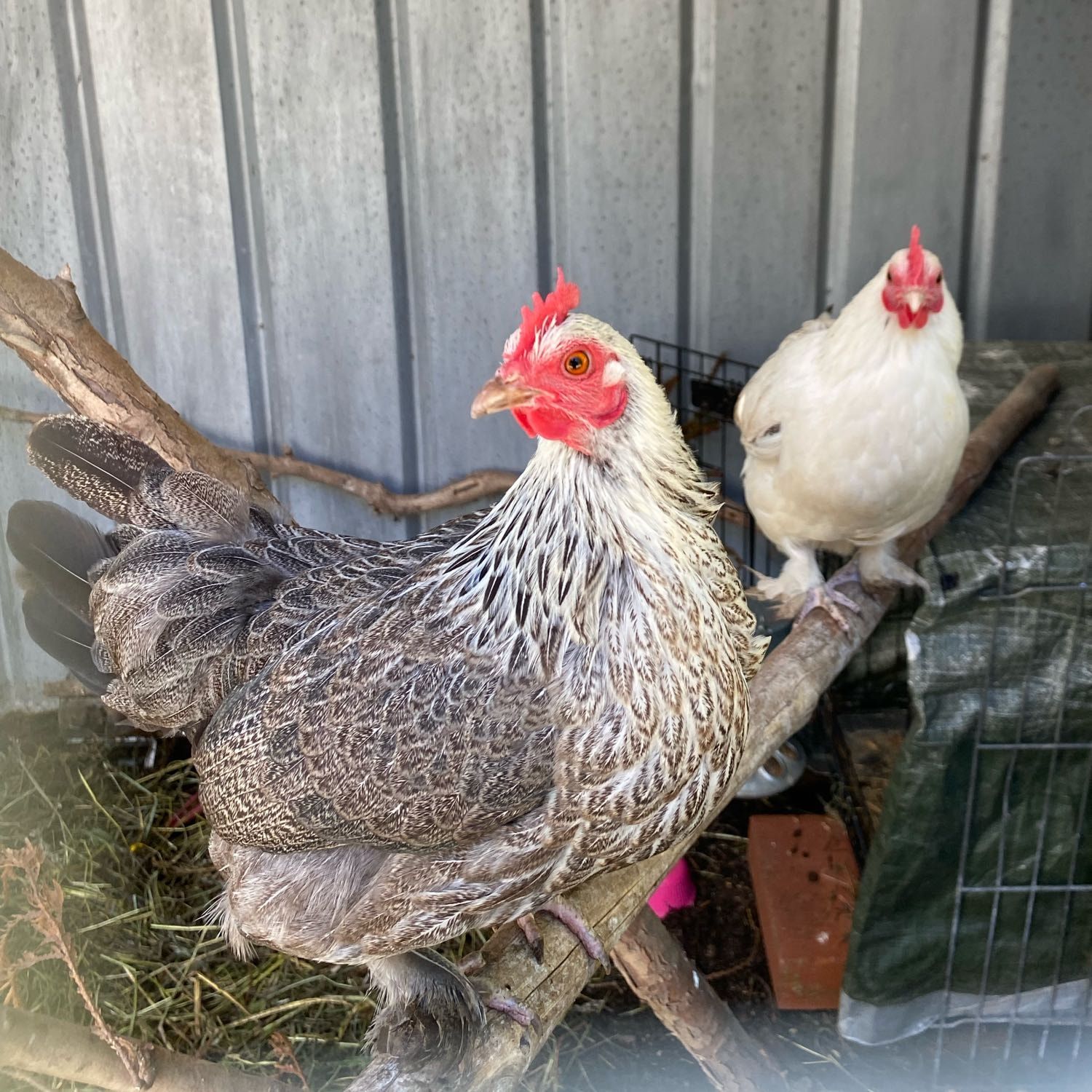 Barbara & Shelly