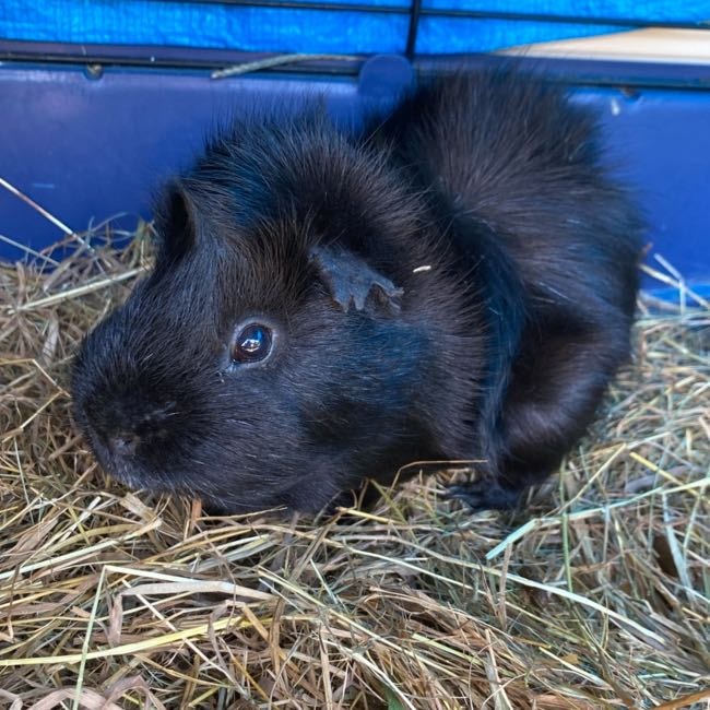 Walnut, Pinecone, Nyx, Onyx, Euckey