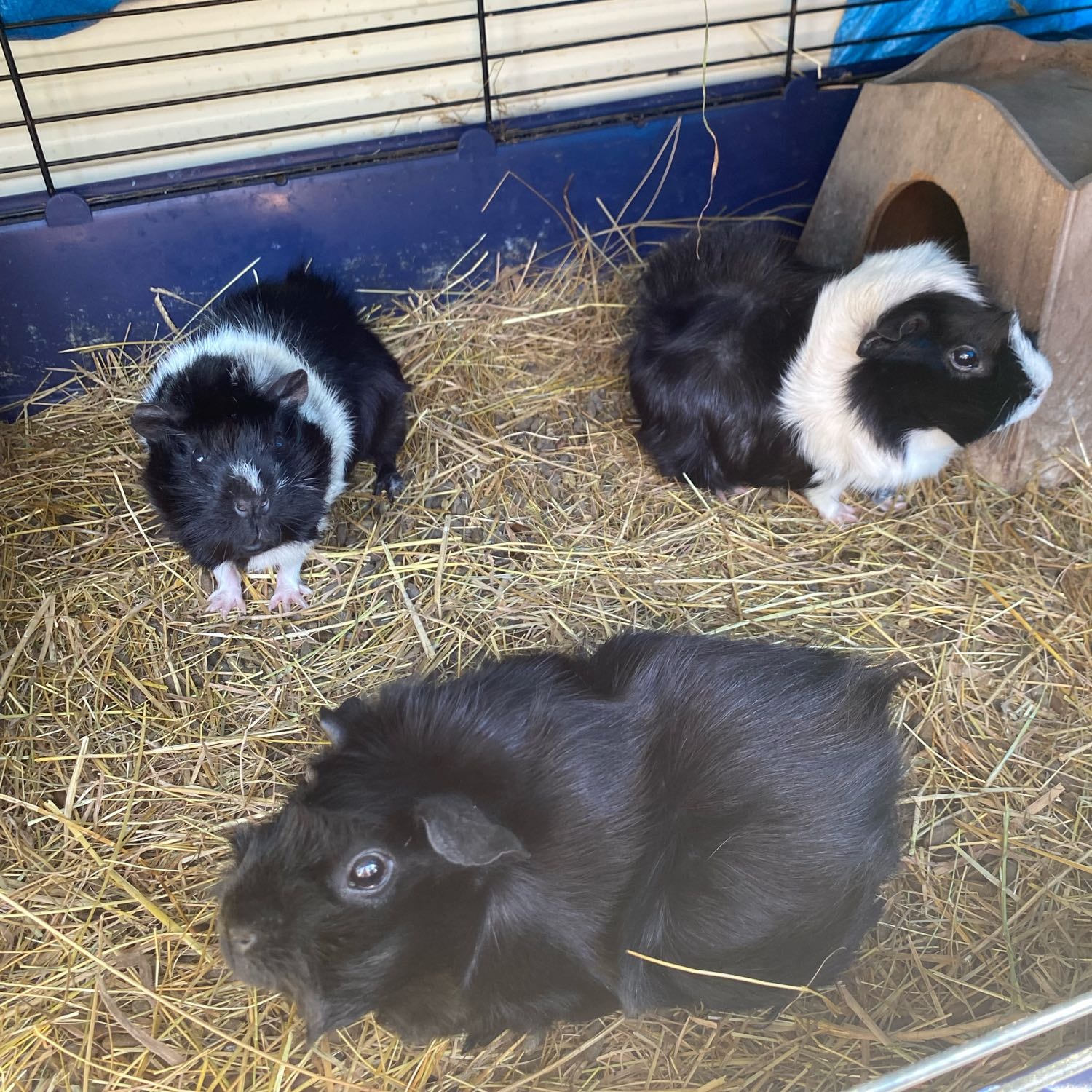 Freesia, Tulip & Buttercup