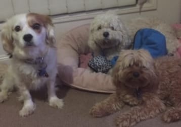 My Dogs