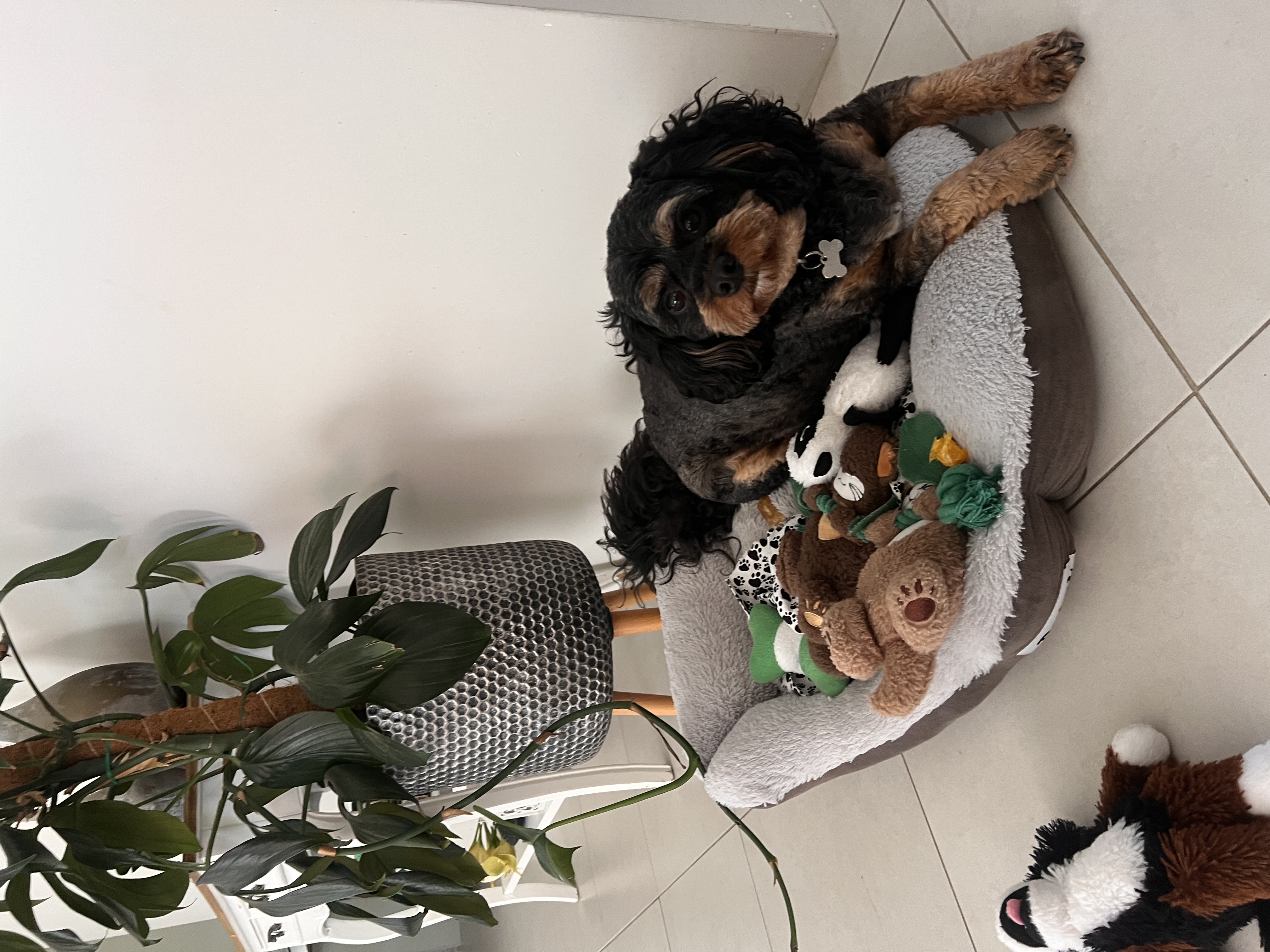 image-9