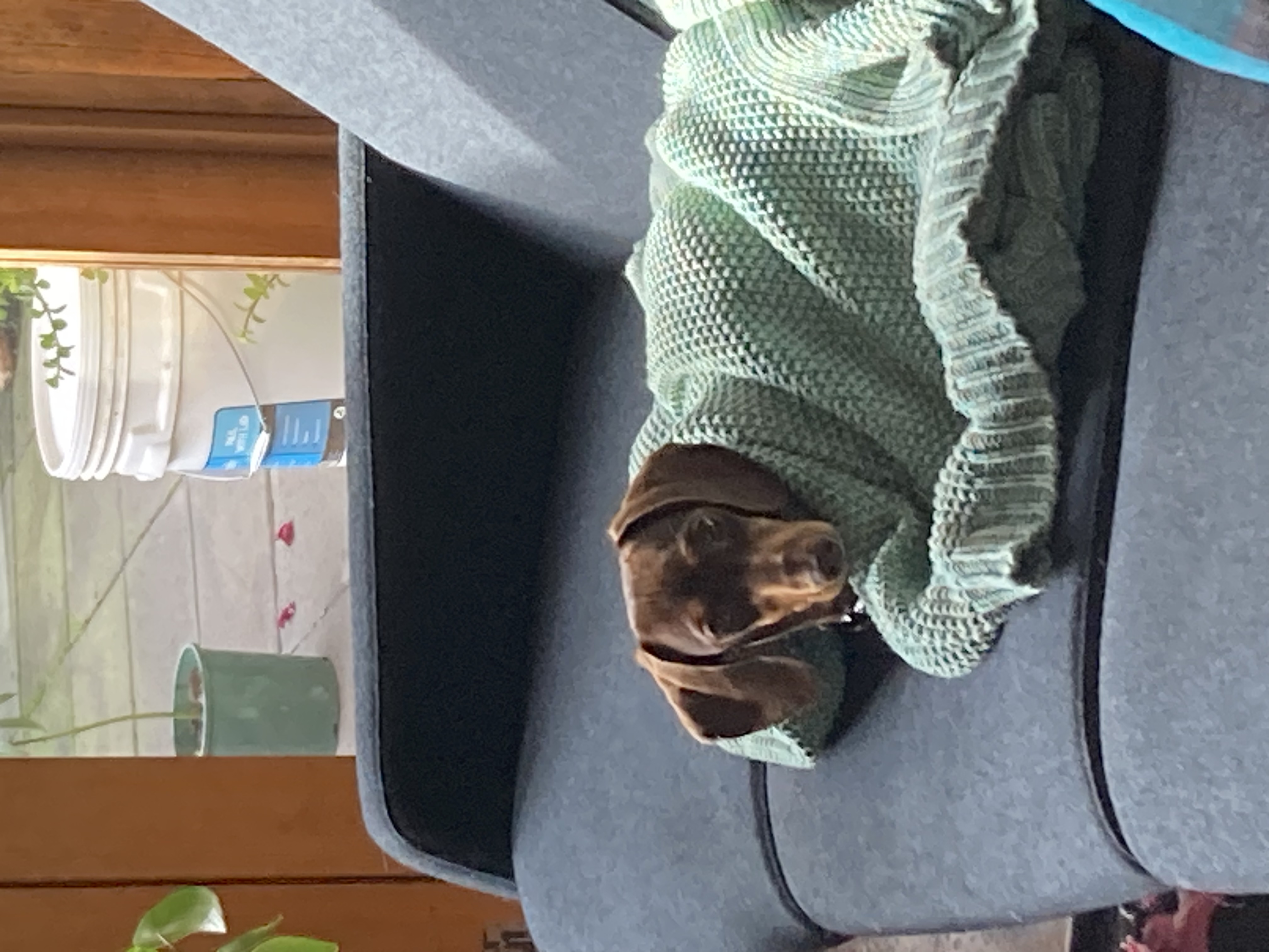 image-7
