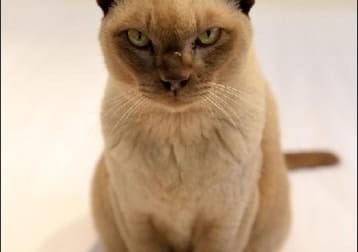 Suki