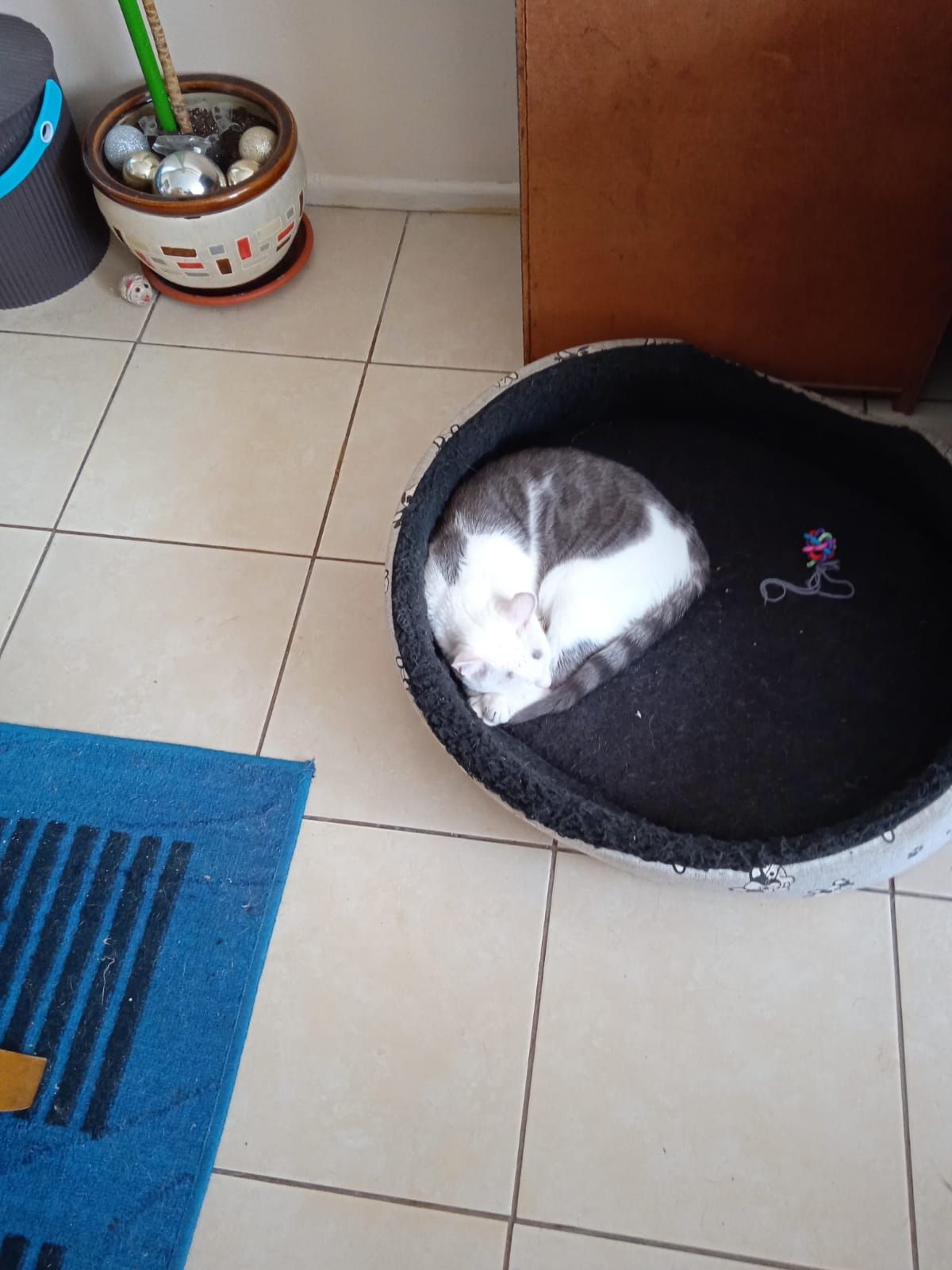 image-11