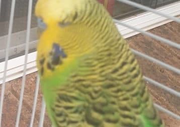 Corkie