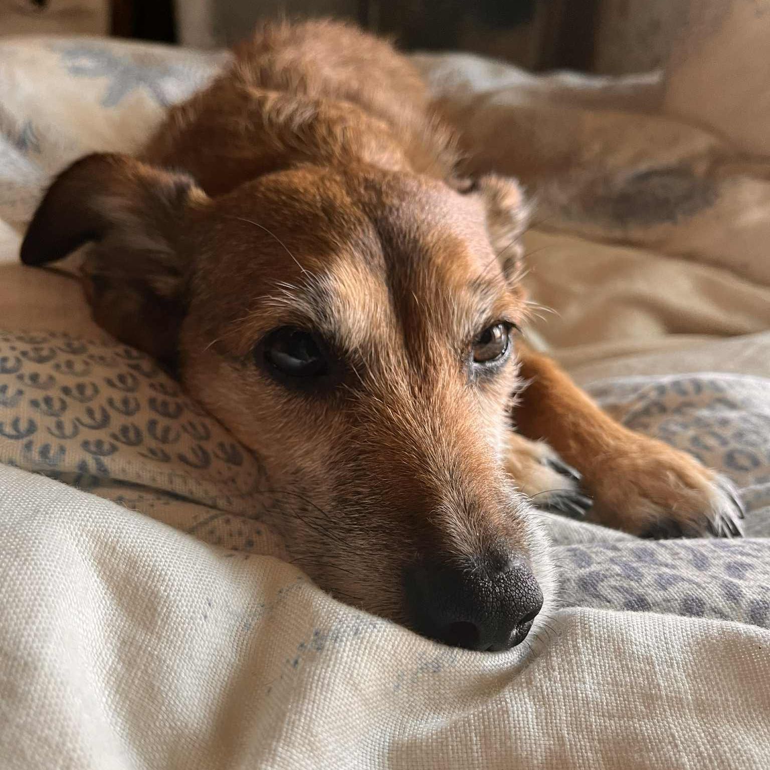 Indie