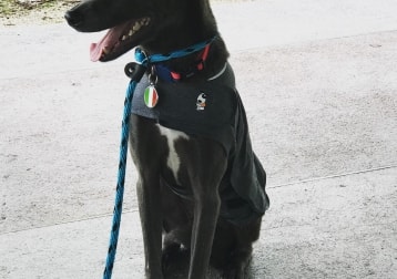 Taro