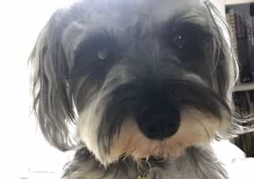 In Loving Memory Of Dory