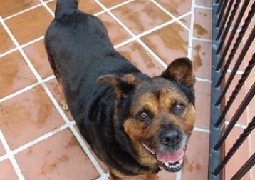 In Loving Memory Of Fei Fei