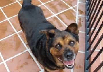 In Loving Memory Of Fei Fei