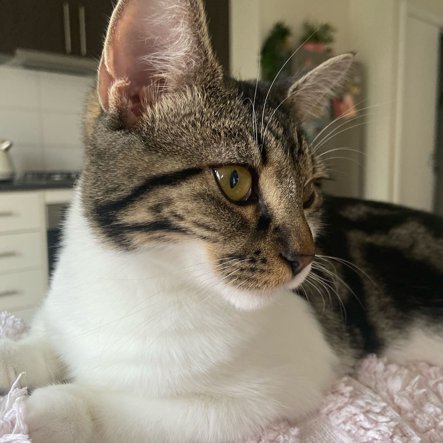 Juliet 