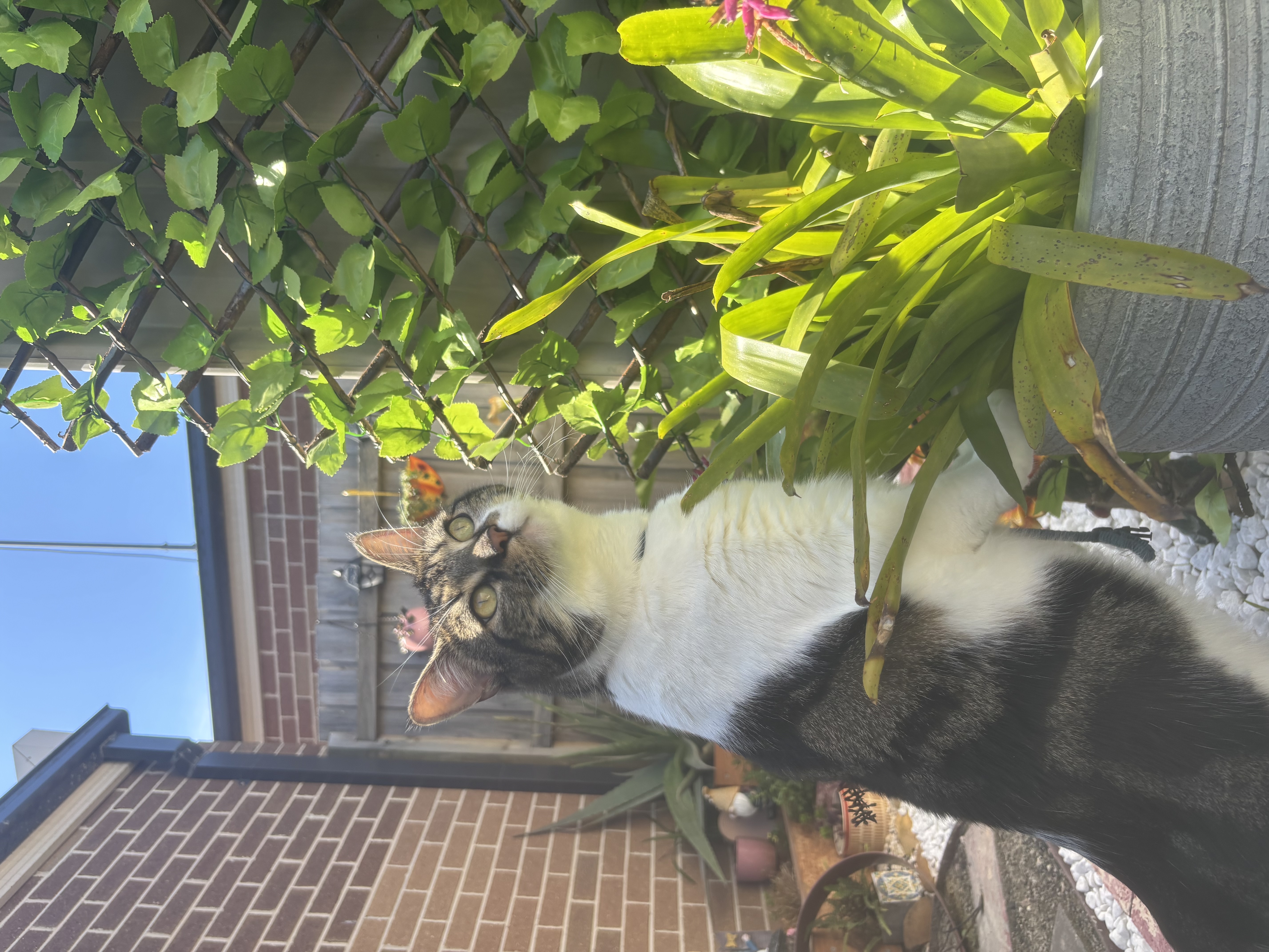 image-11