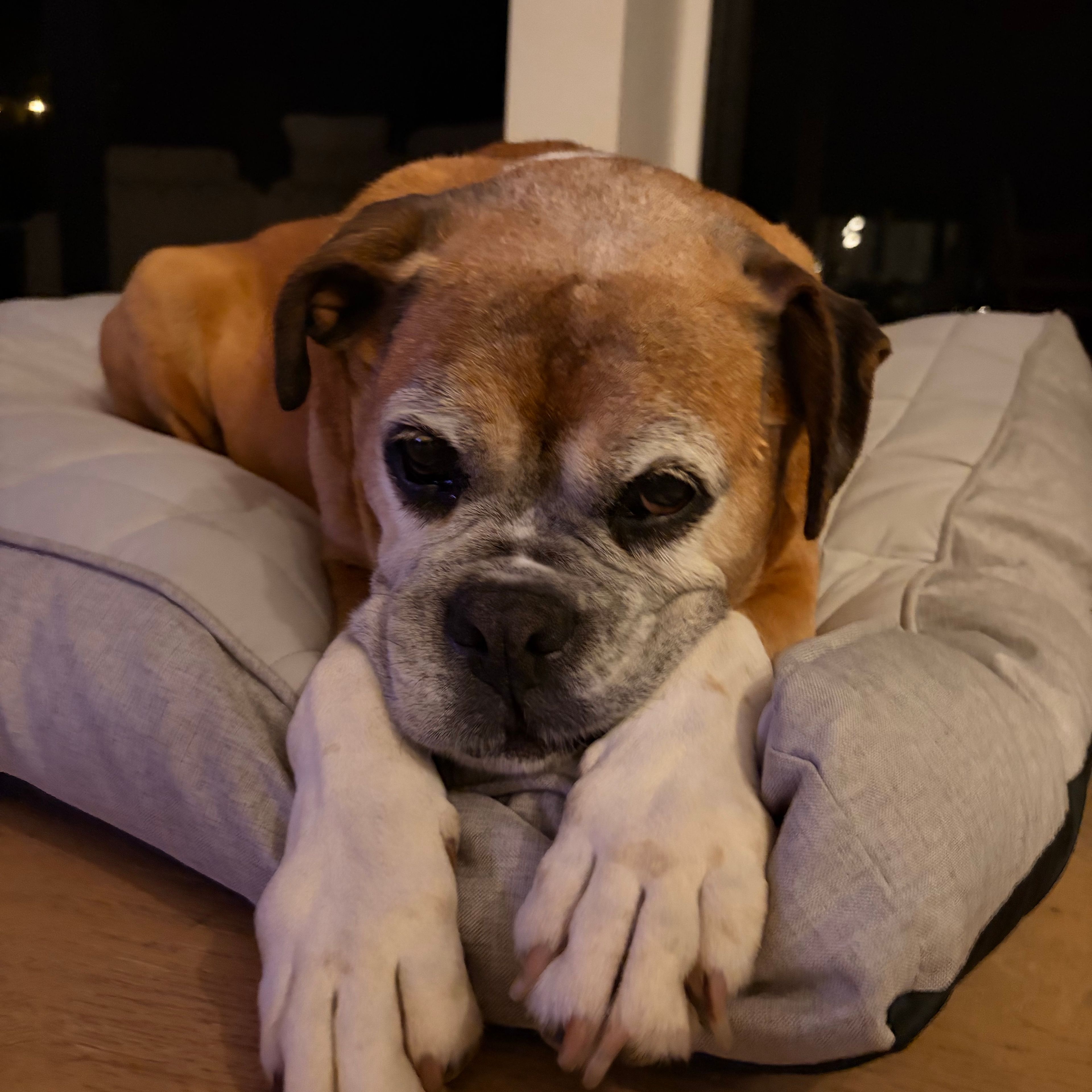 Poppy