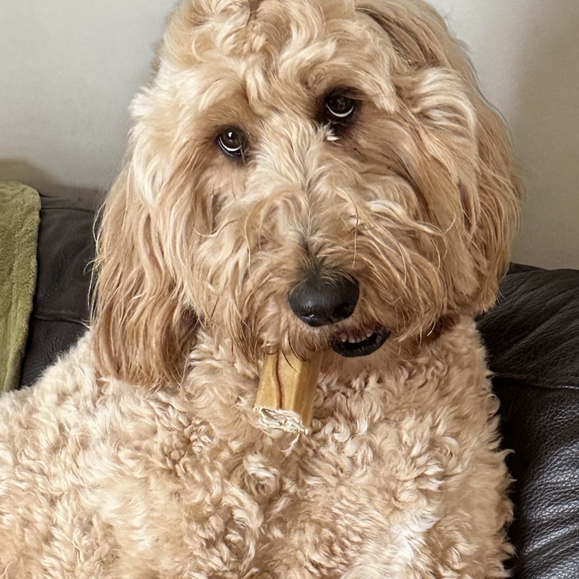 Sophie