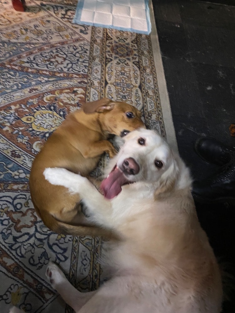 image-4