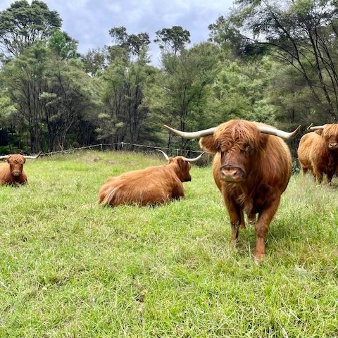 Cinnamon, Walnut, Apricot + Whiskey