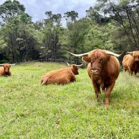 Cinnamon, Walnut, Apricot + Whiskey